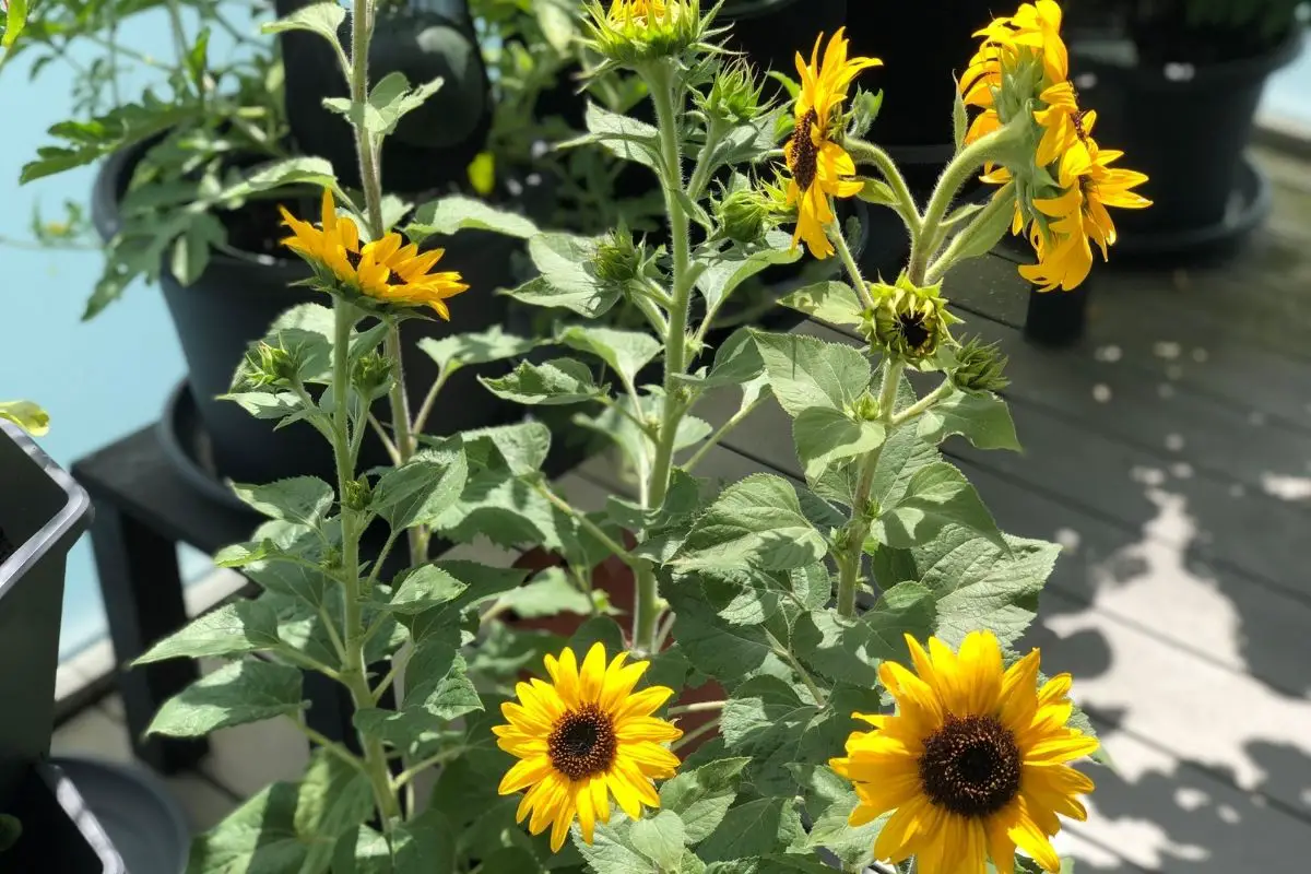 Sonnenblumen im Topf pflanzen die wichtigsten Tipps!