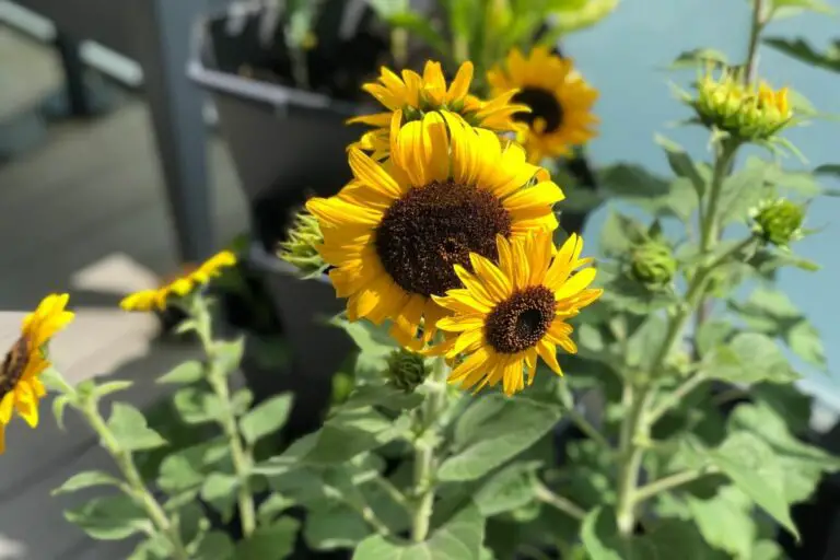Sonnenblumen im Topf pflanzen die wichtigsten Tipps!