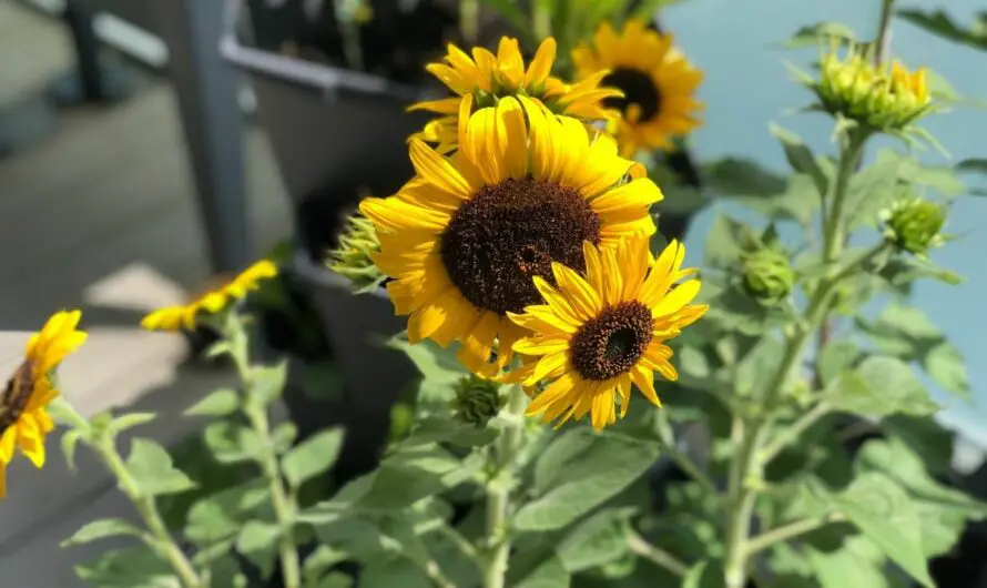 Sonnenblumen im Topf pflanzen: die wichtigsten Tipps!