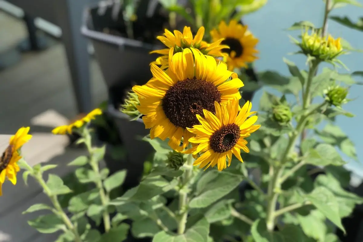 Sonnenblumen im Topf