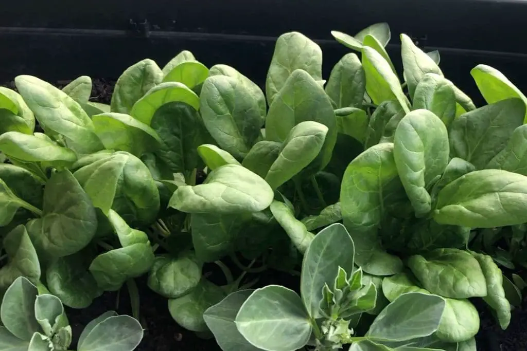 Spinat pflanzen Balkon - Spinat im Hochbeet