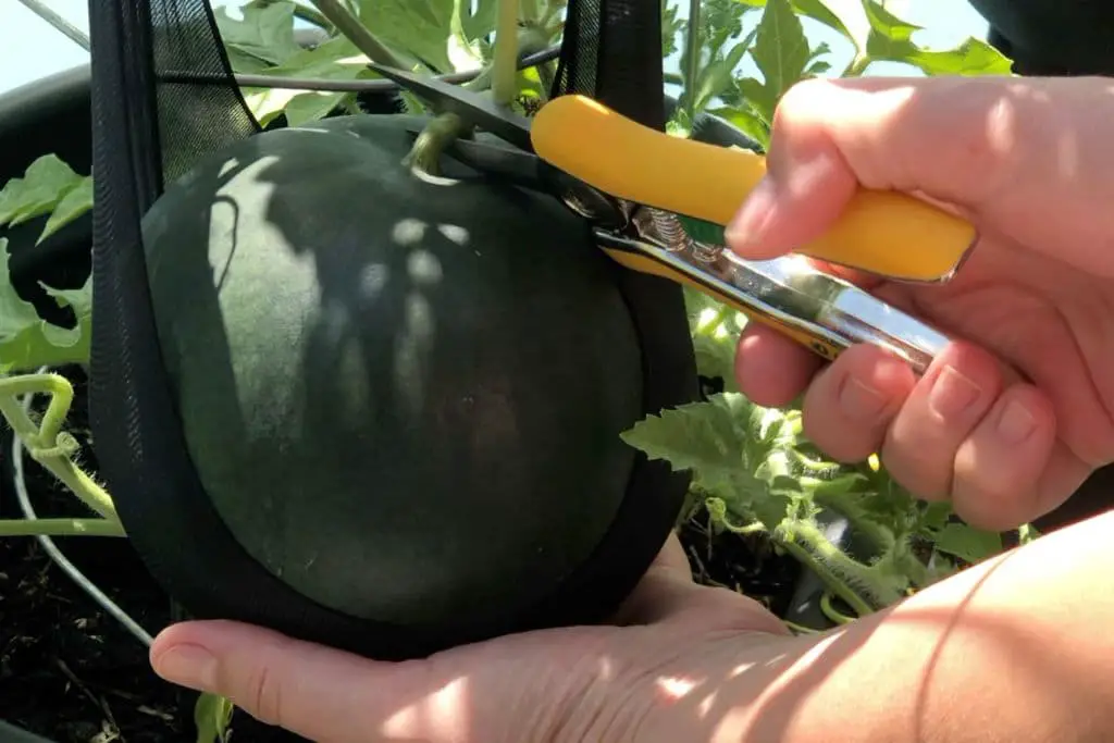 Wassermelone im Topf pflanzen: Ernte