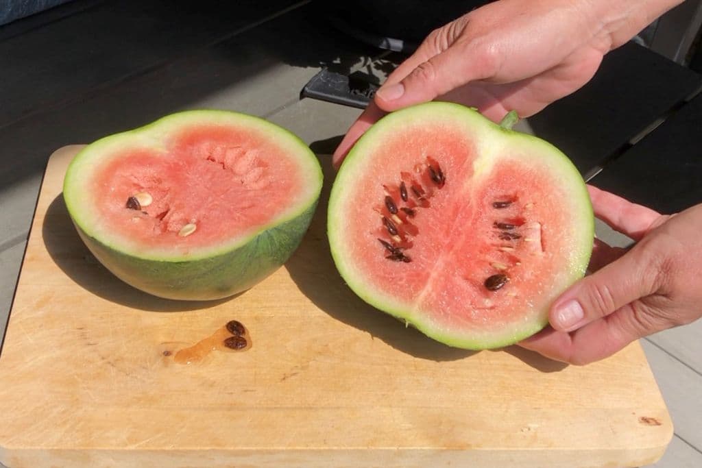 Wassermelone geerntet und aufgeschnitten