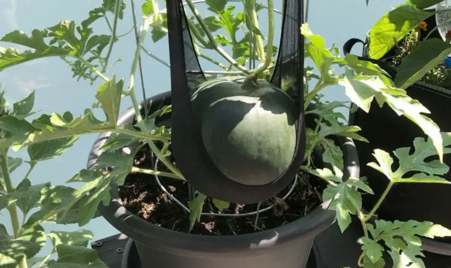 Wassermelone im Topf pflanzen – Wassermelone vertikal anbauen
