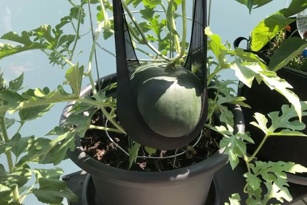 Wassermelone im Topf pflanzen