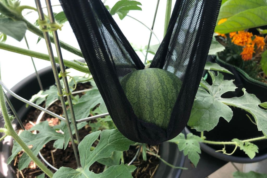 Wassermelone in Hängematte aus Seidenstrumpfhose