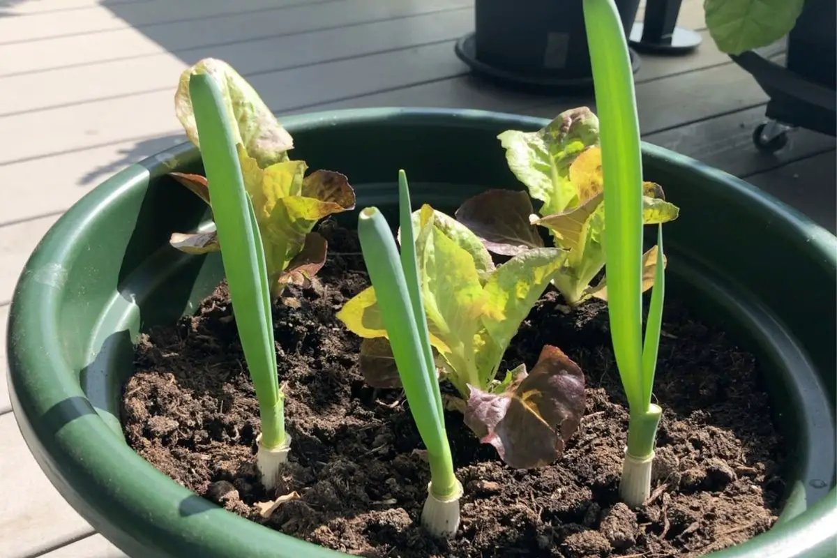 Frühlingszwiebeln Nachwachsen Lassen - So Klappt Es! - Balkon Oase