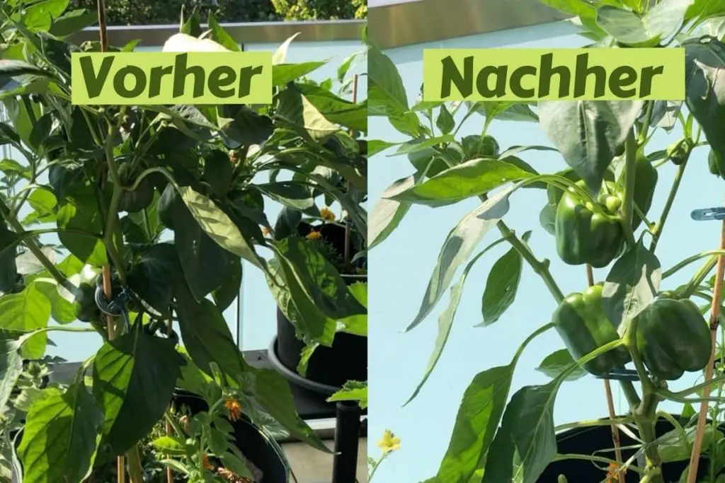 Paprika ausgeizen Warum und Wie? Balkon Oase