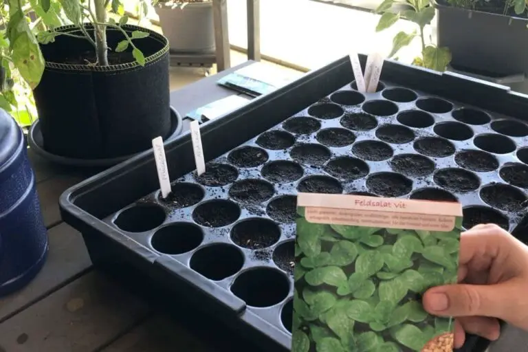 Balkongarten im August Was aussäen, vorziehen & pflanzen?