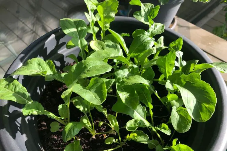 Rucola im Topf anbauen perfekt für den Balkon! Balkon Oase