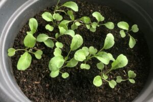 Rucola im Topf anbauen perfekt für den Balkon! Balkon Oase