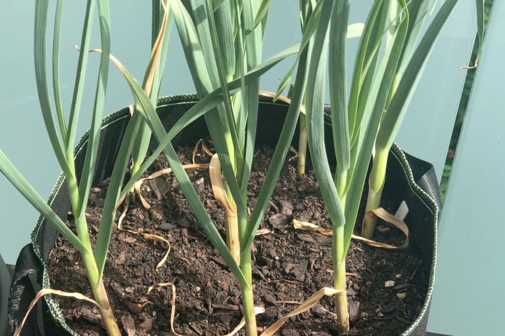 Knoblauch im Topf anpflanzen: Mai