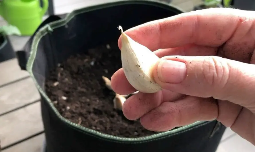 Knoblauch im Topf pflanzen – alles was du wissen musst