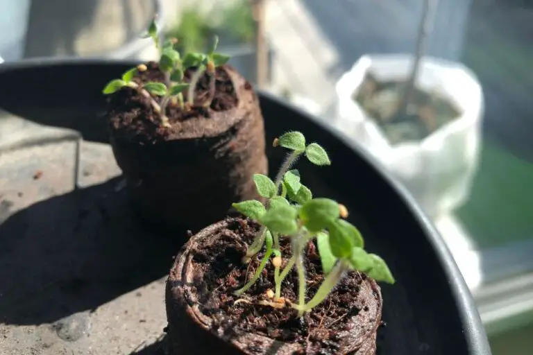 Balkongarten im Januar Was aussäen & vorziehen?