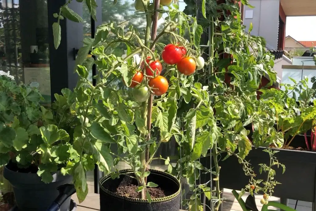 Tomaten im Topf pflanzen: Der richtige Standort