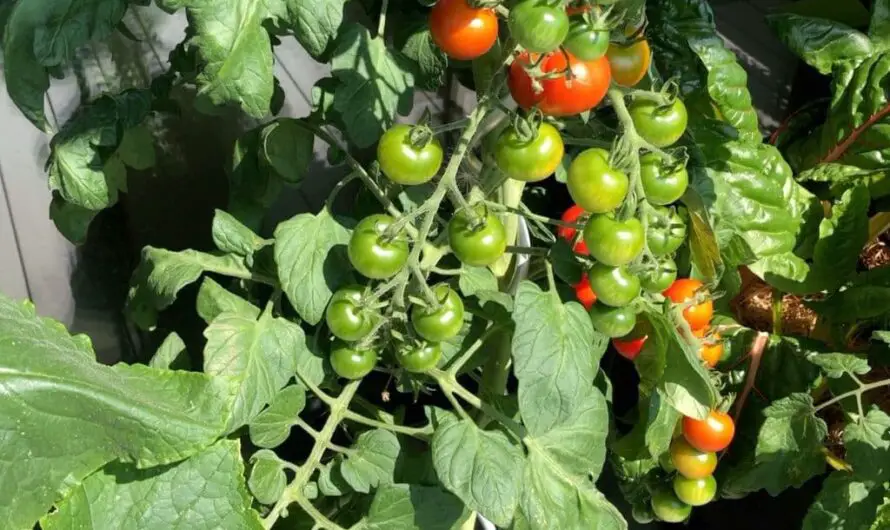 Tomaten im Topf anbauen – die wichtigsten Tipps