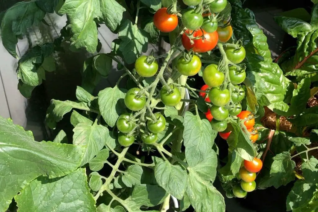Tomaten im Topf anbauen