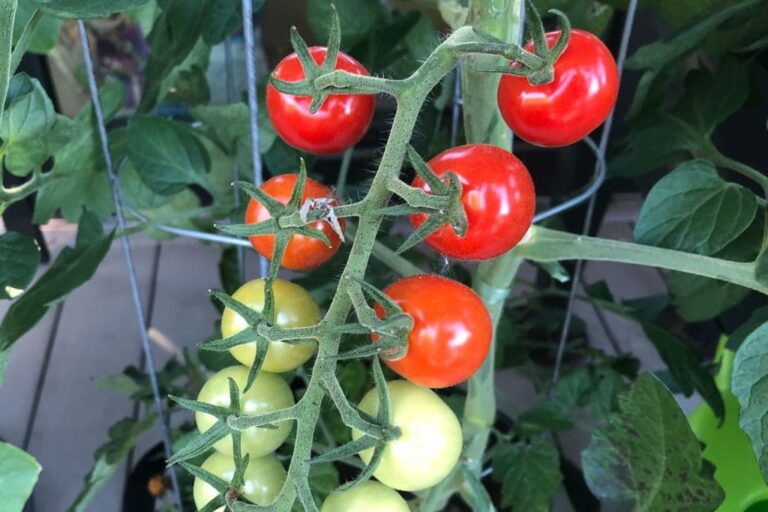 Tomaten im Topf pflanzen