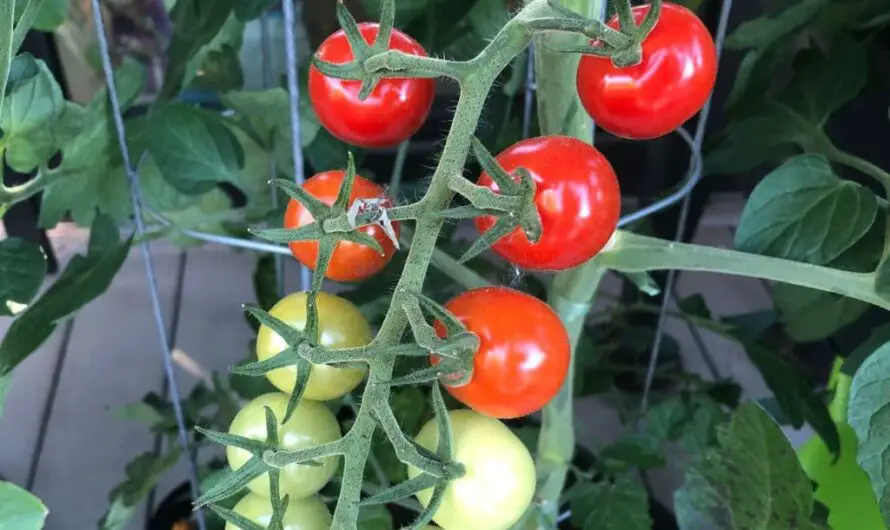 Tomaten im Topf anbauen – Von der Aussaat bis zur Ernte