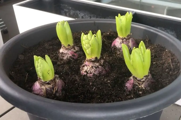 Balkongarten im März Was aussäen, vorziehen & pflanzen?