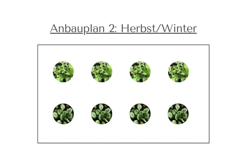 Anbauplan 2: Herbst/Winter