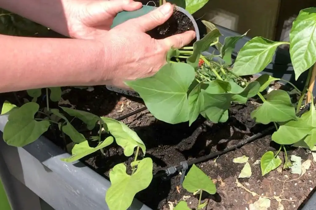 Süßkartoffeln im Kübel pflanzen