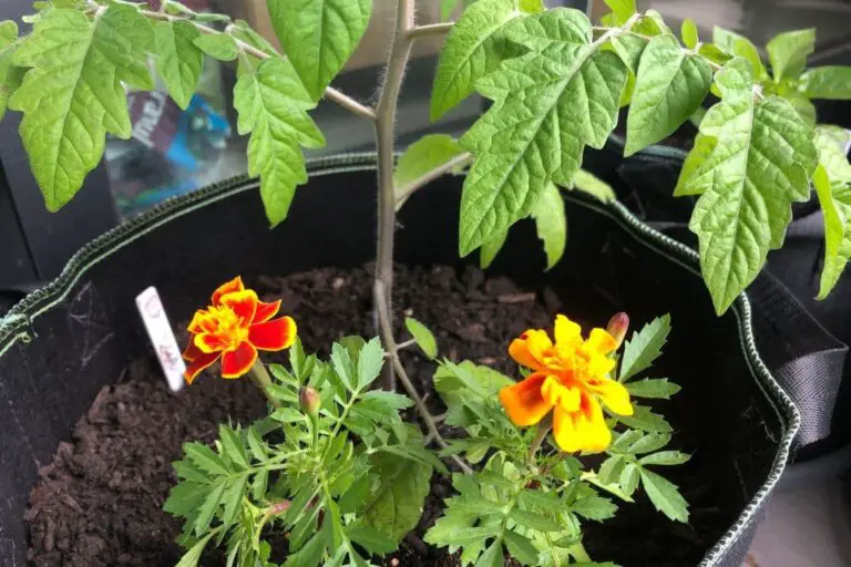 Tomaten im Topf unterpflanzen die 7 besten Partner