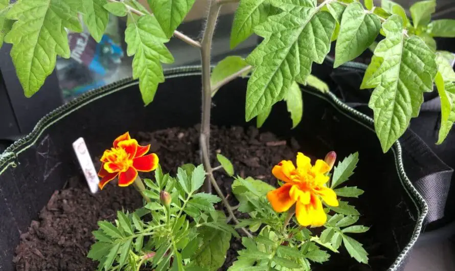 Tomaten im Topf unterpflanzen – die 7 besten Partner