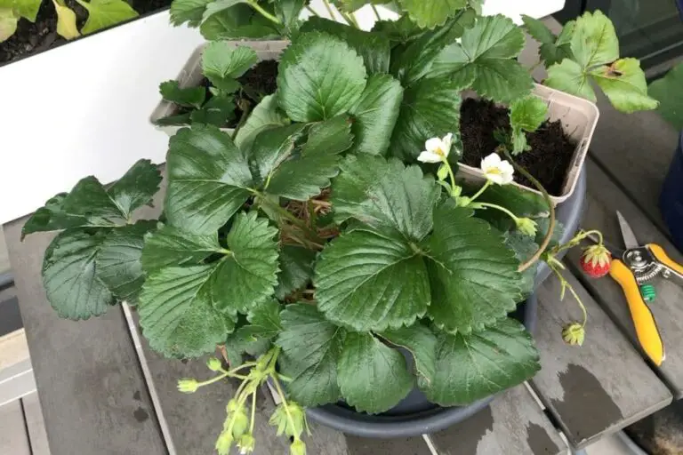 Erdbeeren im Topf vermehren so einfach geht's mit Ablegern