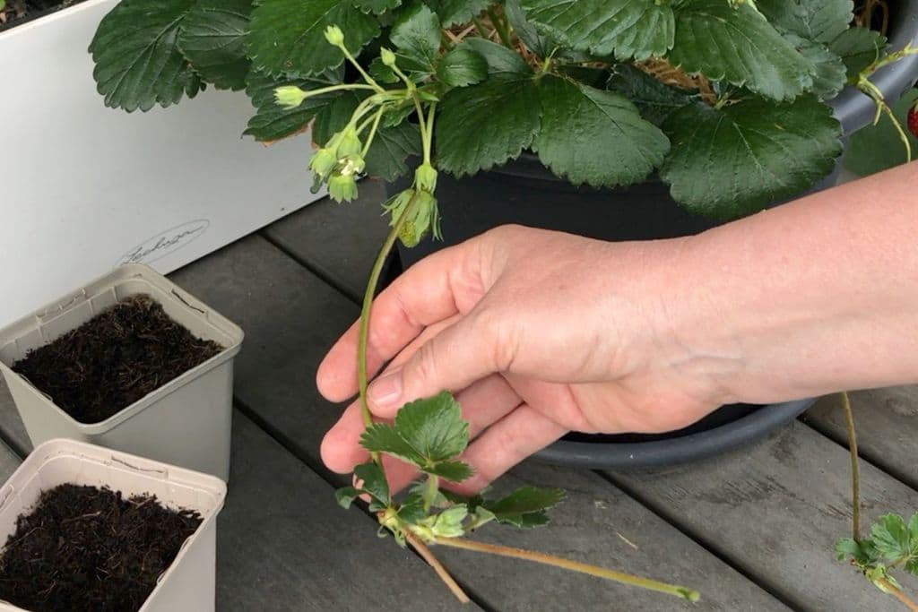 Erdbeeren im Topf vermehren: Ausläufer und Ableger aussuchen