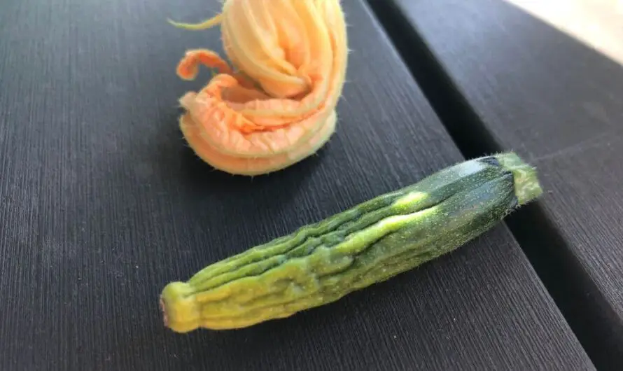 Kleine Zucchini werden gelb und sterben ab – 5 mögliche Gründe