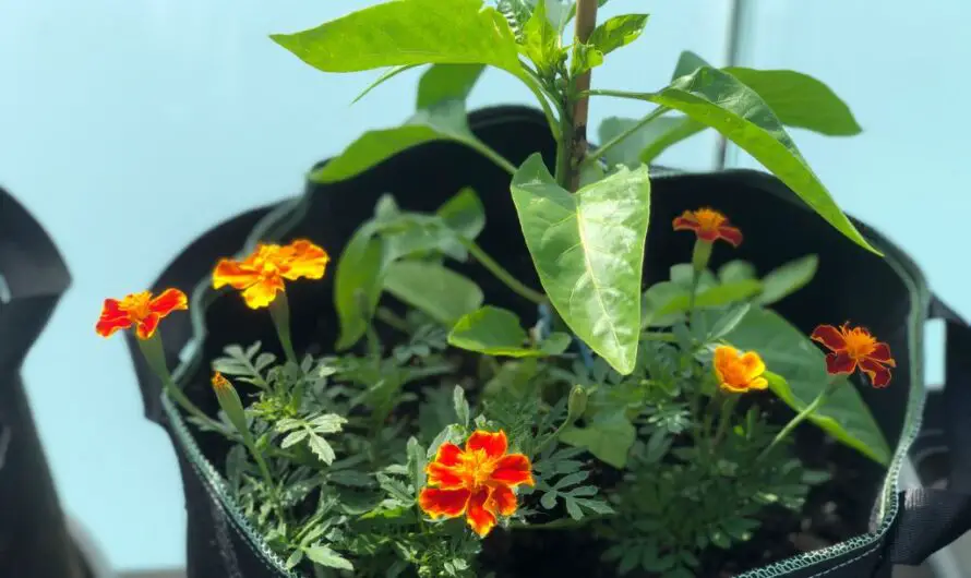 Paprika im Topf unterpflanzen – die 7 besten Partner