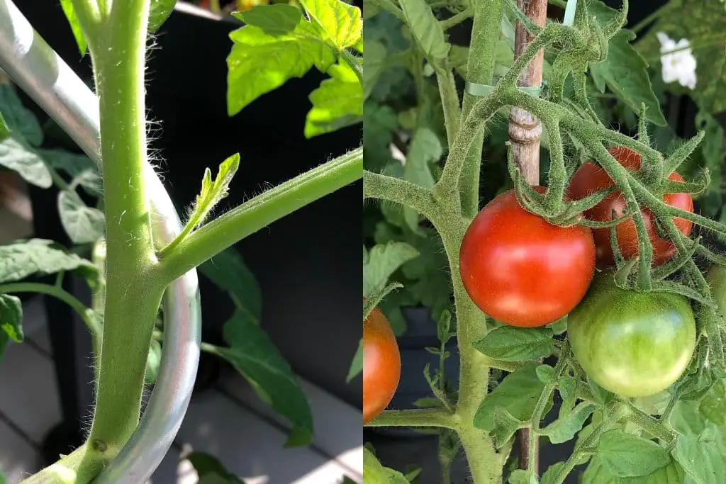 Tomaten ausgeizen - Links Geiztrieb bei Stabtomate, Rechts Buschtomate