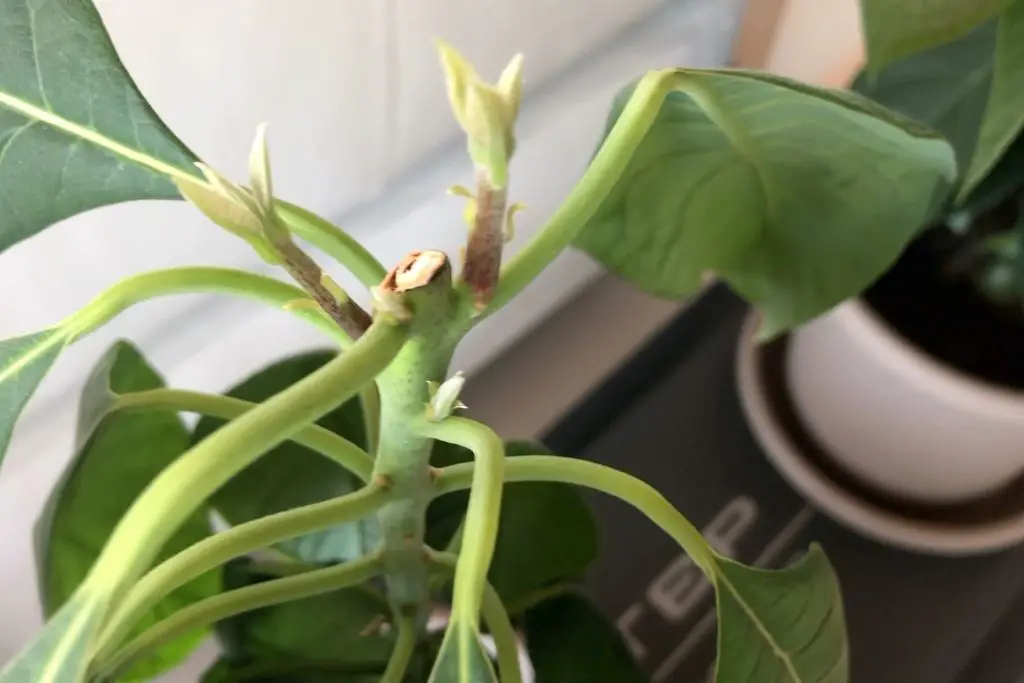 Avocado Pflanze fünf Wochen nach dem Schnitt