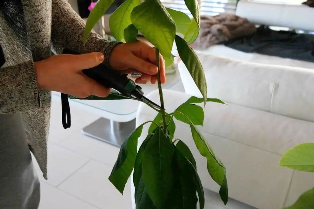 Avocado Pflanze schneiden: der Schnitt