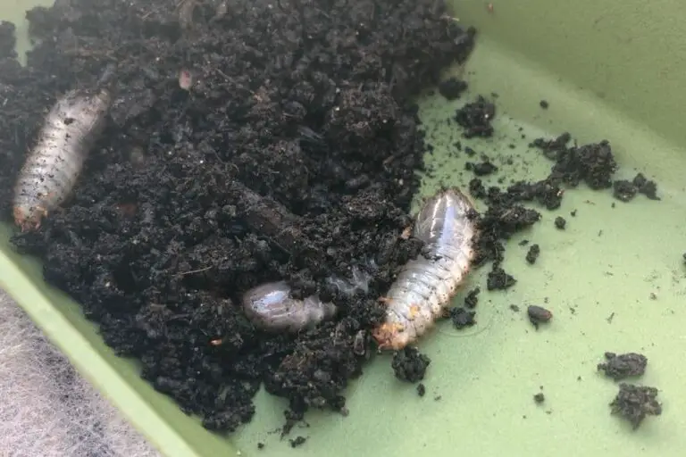 Engerlinge im Blumentopf nützlich oder schädlich? Balkon Oase