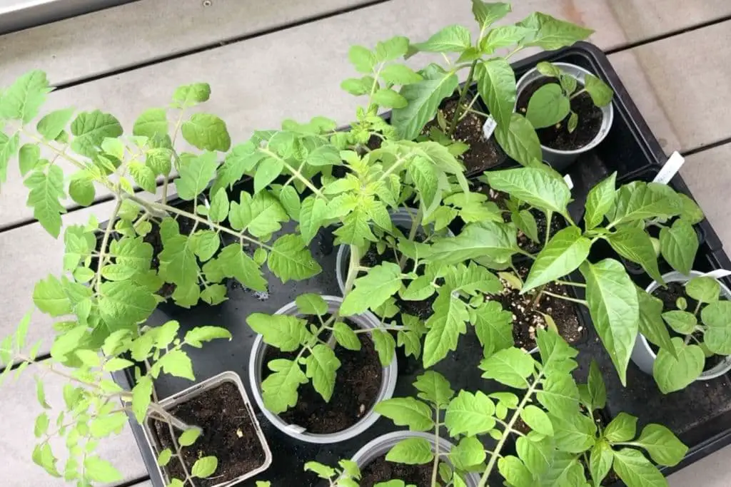 Tomaten Jungpflanzen abhärten