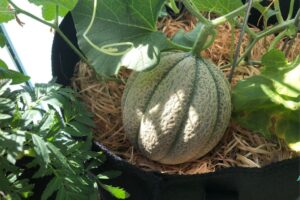 Zuckermelonen im Topf anbauen