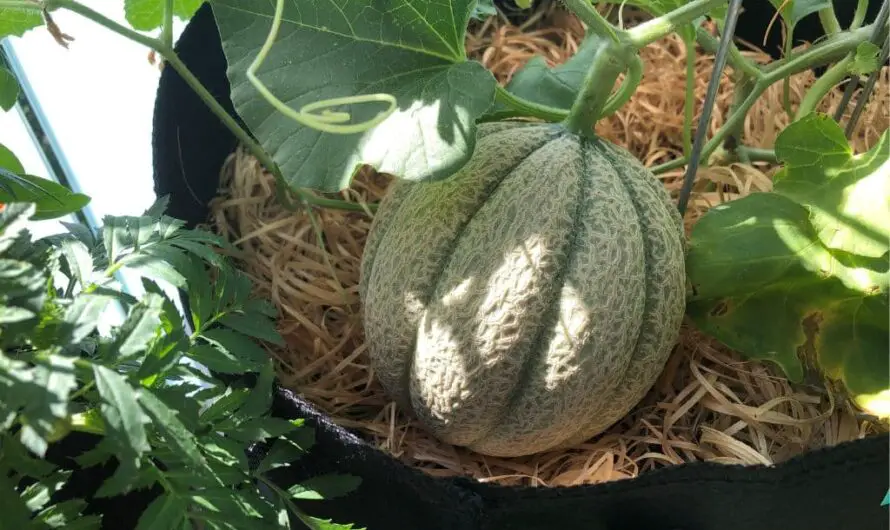 Zuckermelonen im Topf anbauen
