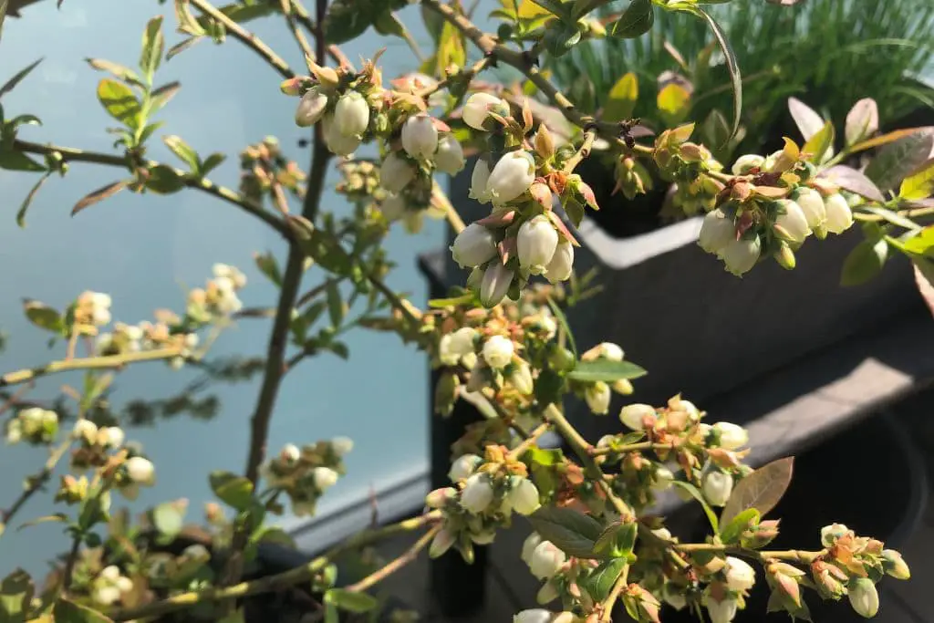 Heidelbeeren Blüten