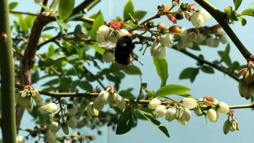 Hummel bestäubt Heidelbeerblüten