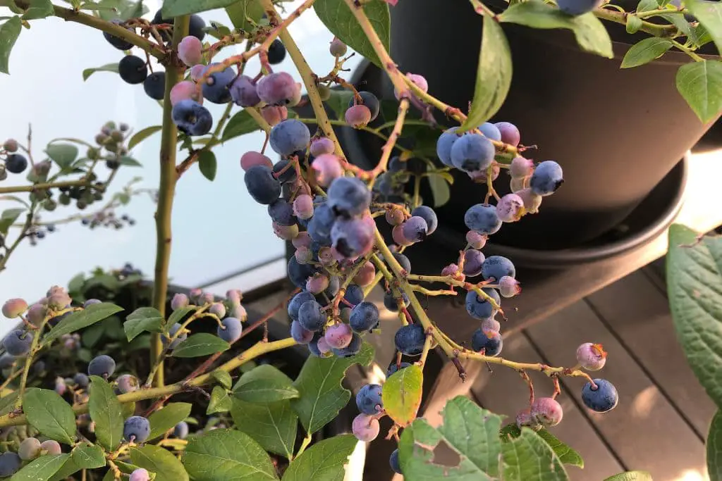 Heidelbeeren werden nach und nach reif