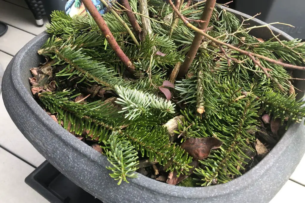 Heidelbeeren im Kübel überwintern