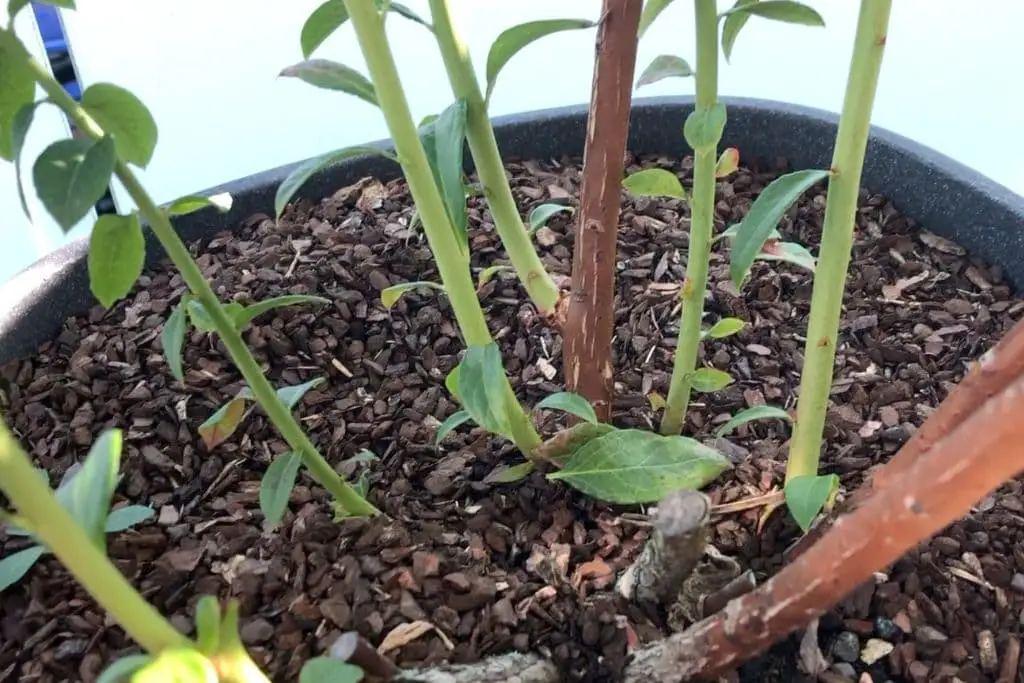 Heidelbeeren verjüngen: neue Triebe aus der Basis nach dem Schnitt