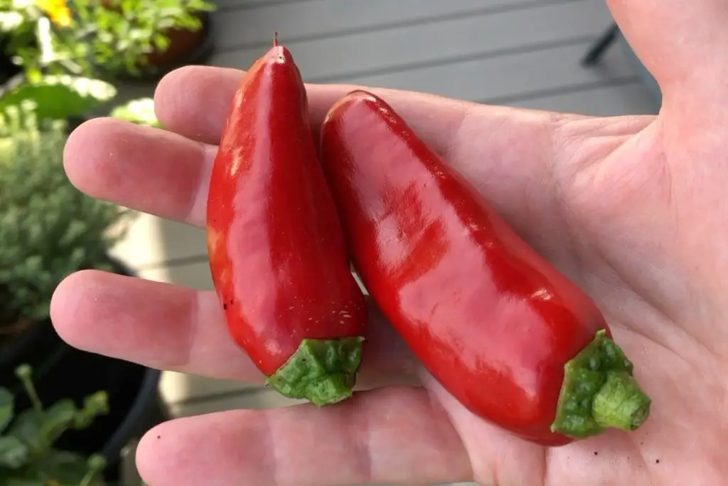 Snackpaprika Piquillo