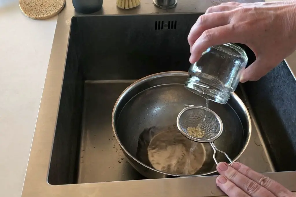 Paprika Samen in ein Sieb schütten