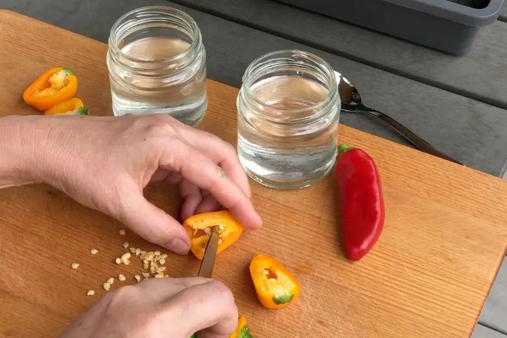 Paprika Samen herauslösen