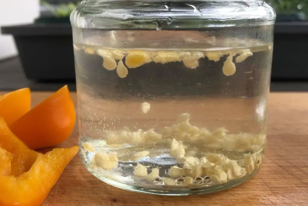 Paprika Samen im Wasser: Taube Samen schwimmen oben