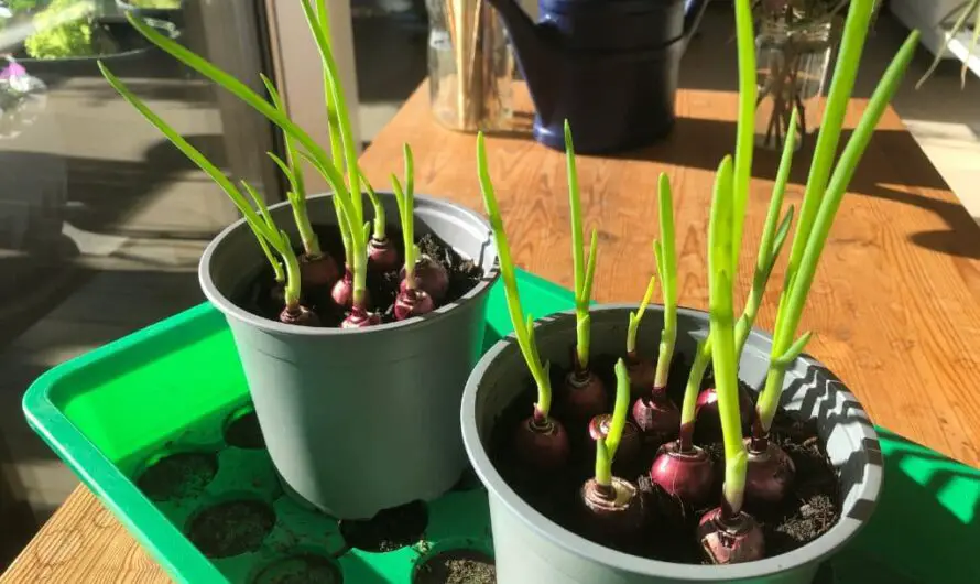 Zwiebelgrün auf der Fensterbank ziehen