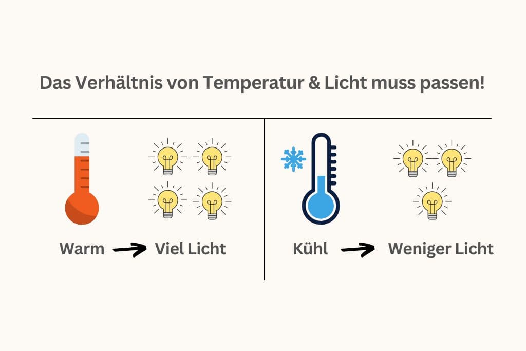 Verhältnis Temperatur und Licht bei der Anzucht